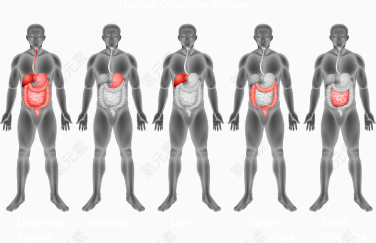 矢量男人人体消化系统