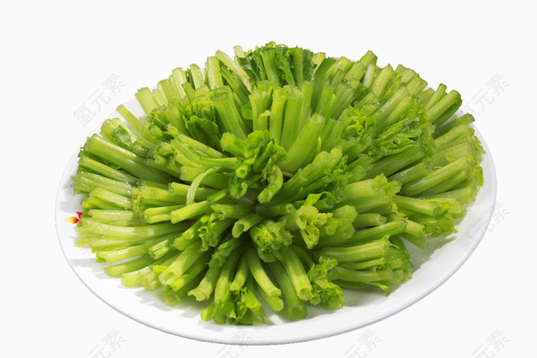 鲜菠菜根