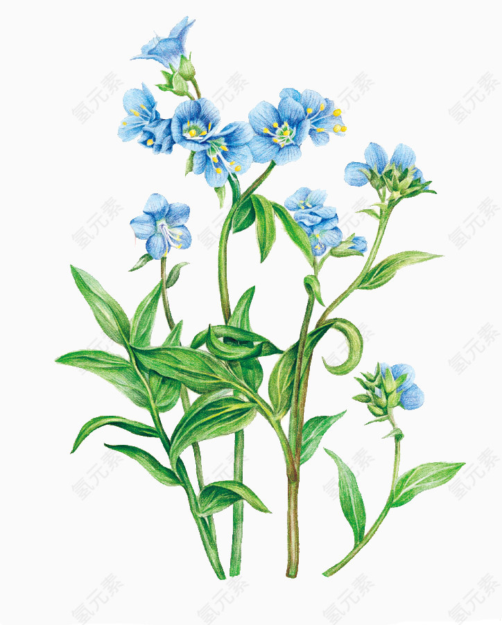 蓝色小花