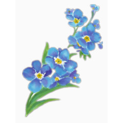 勿忘我精美手绘