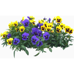 黄色紫色三色堇