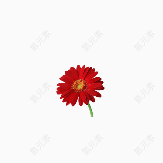 美丽花卉