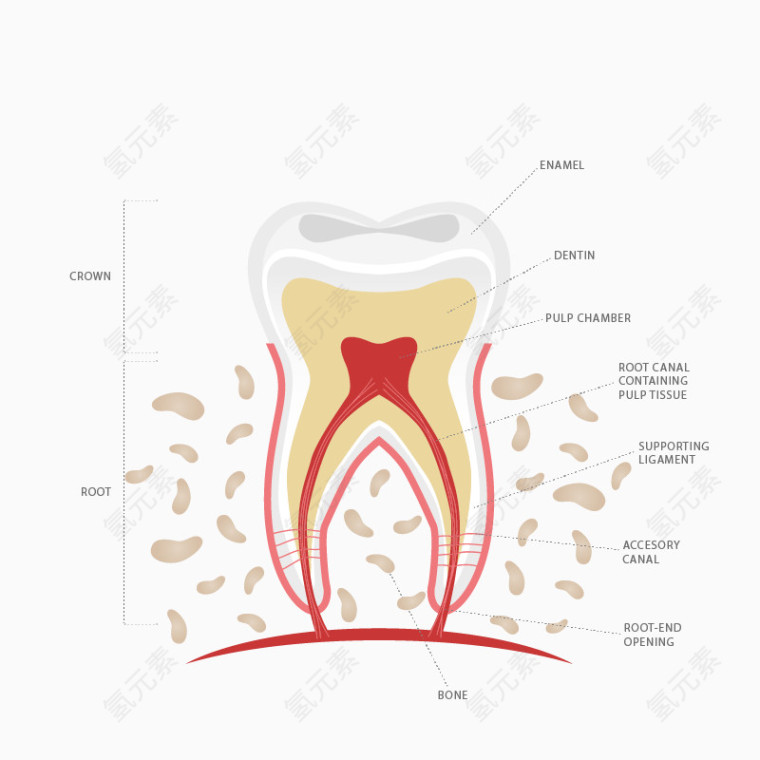 牙齿解剖图
