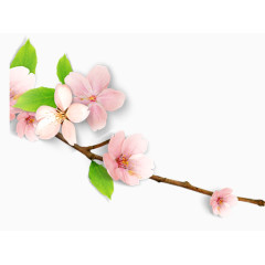 唯美精美花朵桃花花枝