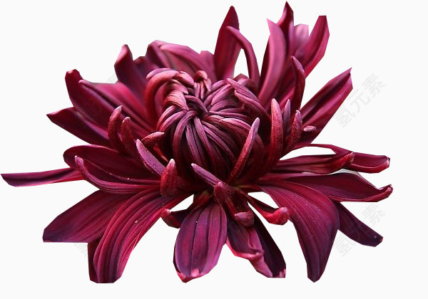 墨菊花卉图片素材