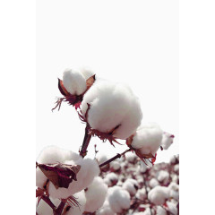 一朵棉花