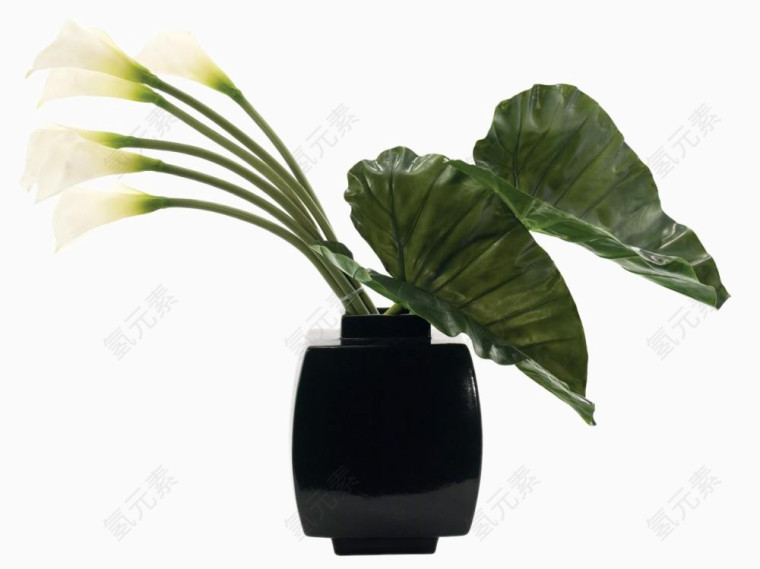 白色马蹄莲花卉装饰