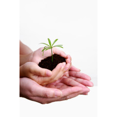 宝宝手心的绿植