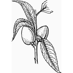 矢量简洁线条植物