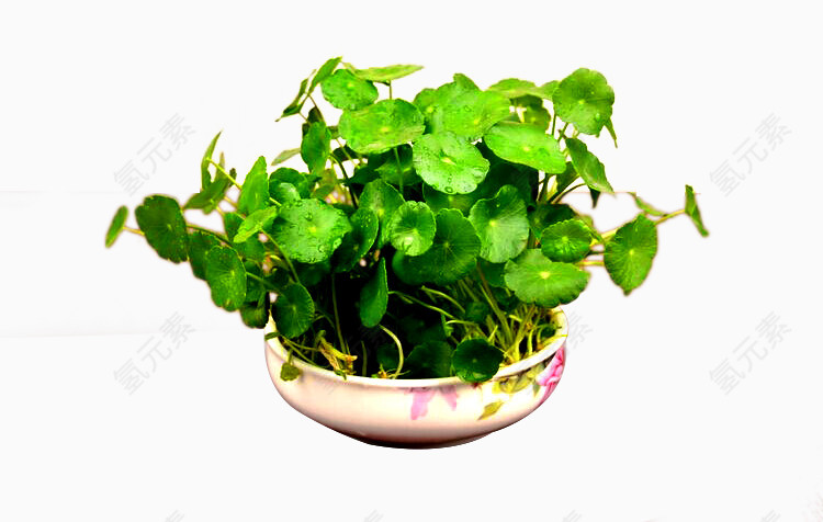 盆栽金钱草