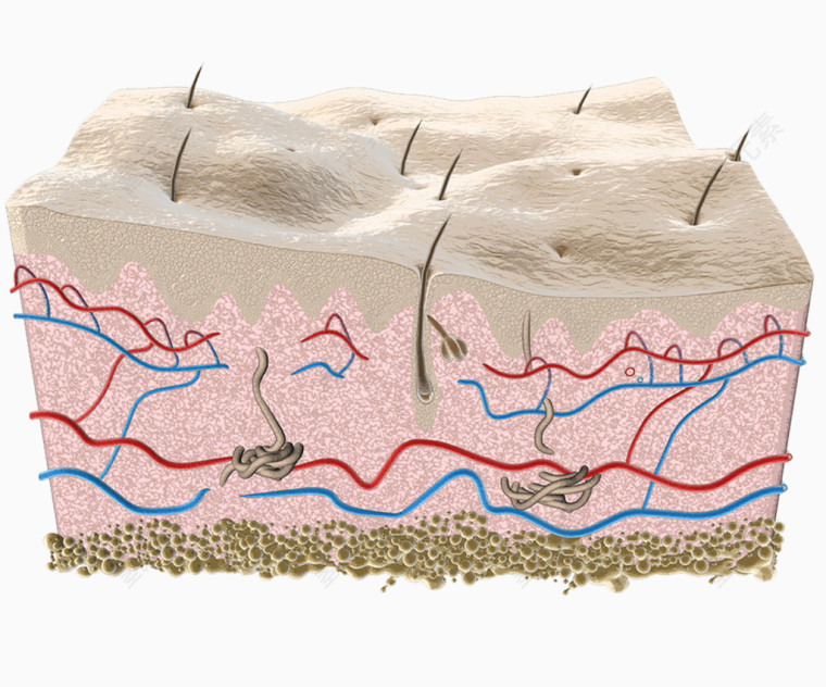 皮肤表层切面图