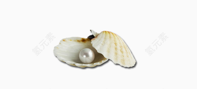 贝壳