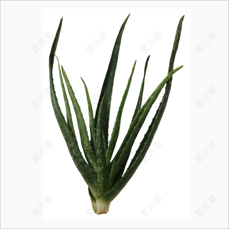 芦荟