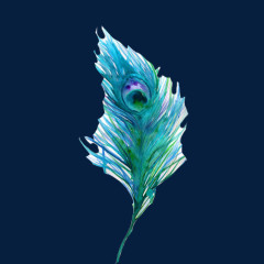 孔雀羽毛素材图片