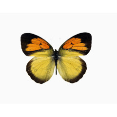 产品实物渐变色的蝴蝶