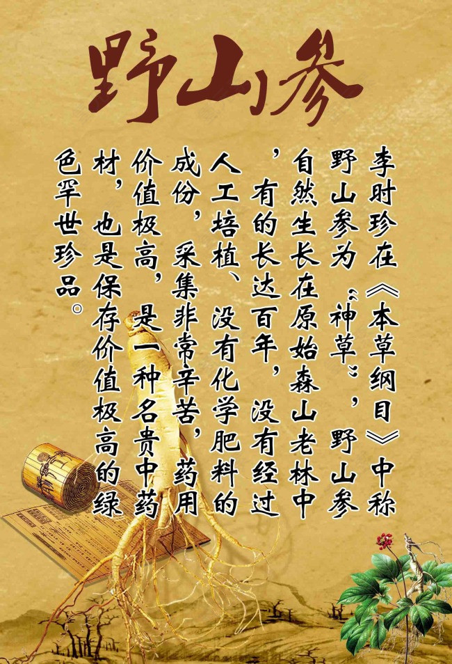 人参的文字介绍