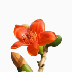 橙色木棉花主视图