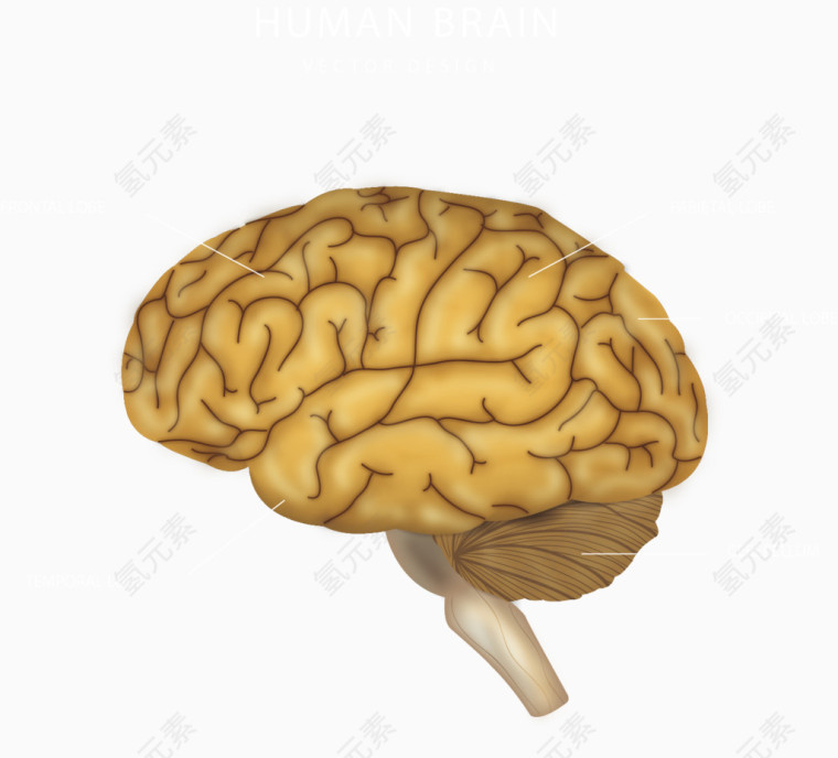 矢量手绘大脑