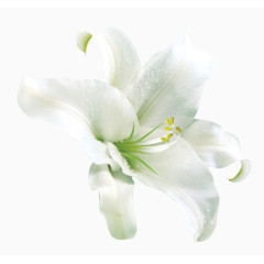 漂亮白色百合花素材图片