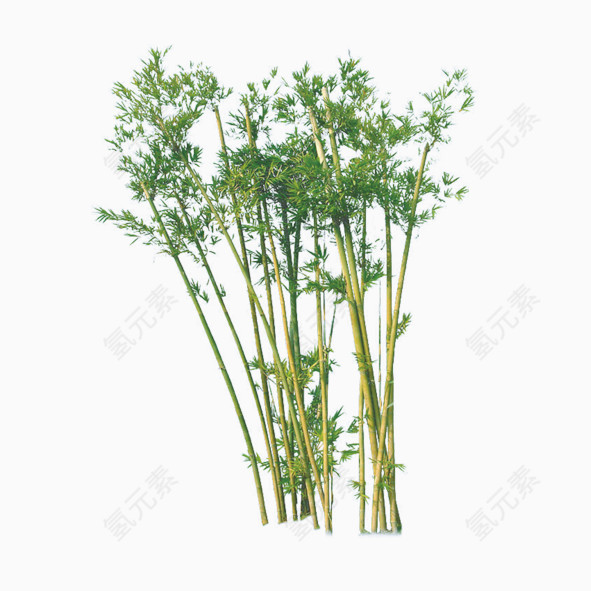 竹子图片