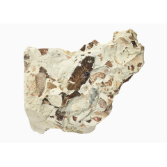 白色的黑色生物化石