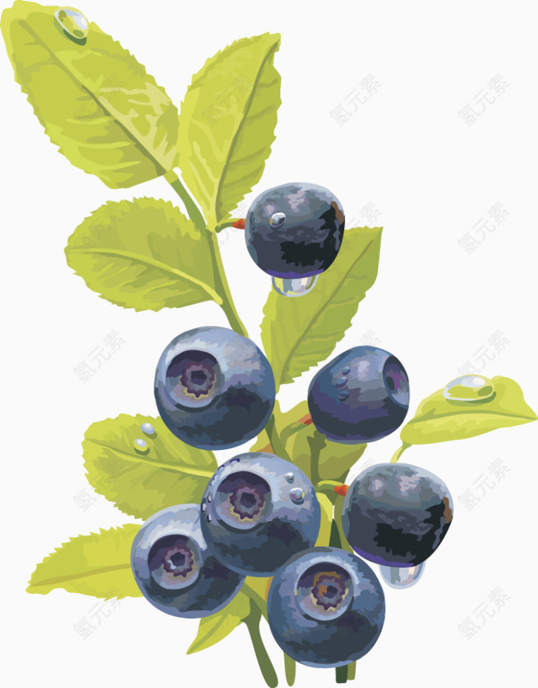 水果矢量图灯笼果蓝莓 蓝莓