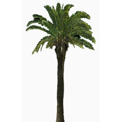 热带植物棕树素材