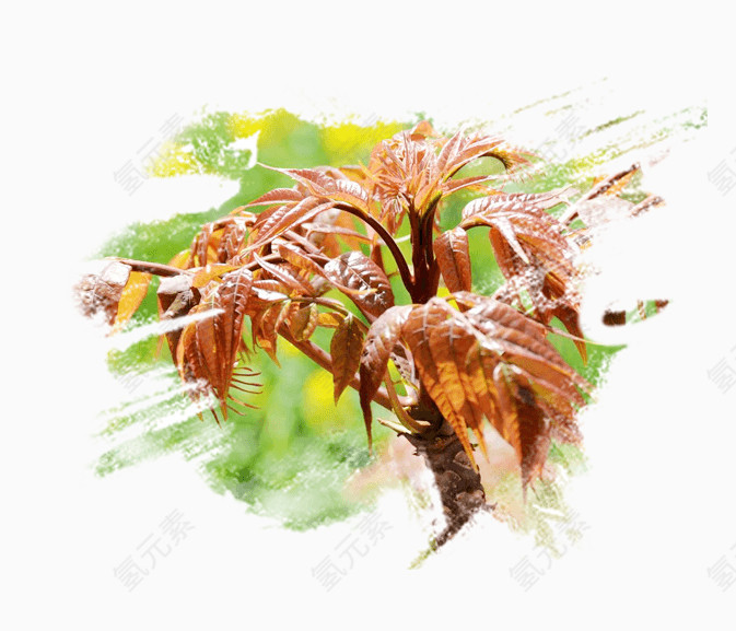 香椿芽