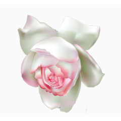 鲜艳龙沙宝石花