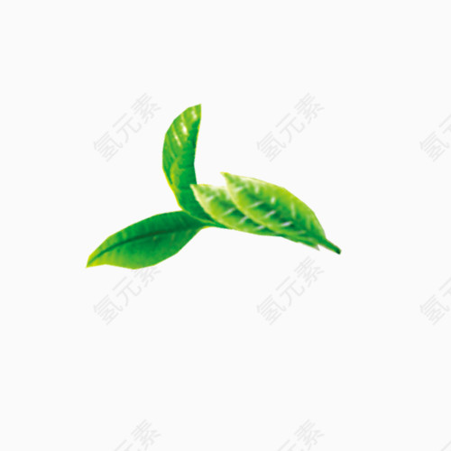 绿色嫩芽