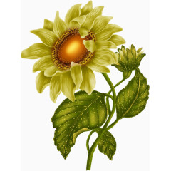 手绘绿色系向日葵