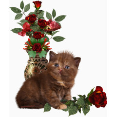 小猫和玫瑰花