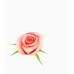 手绘橙色玫瑰造型角度