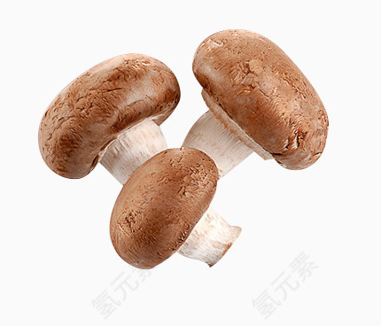 蘑菇菌类