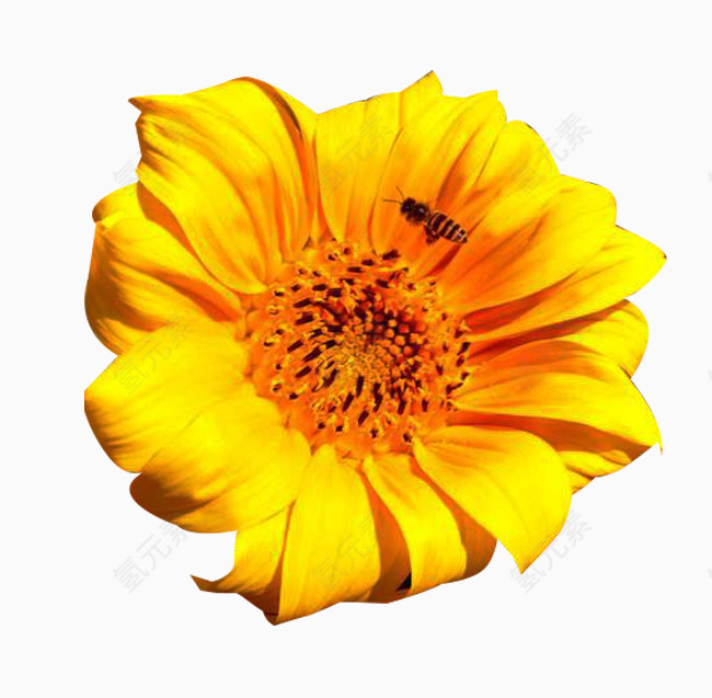 蜡菊与蜜蜂图片素材
