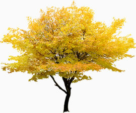 黄色大树落叶场景
