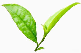 茶叶
