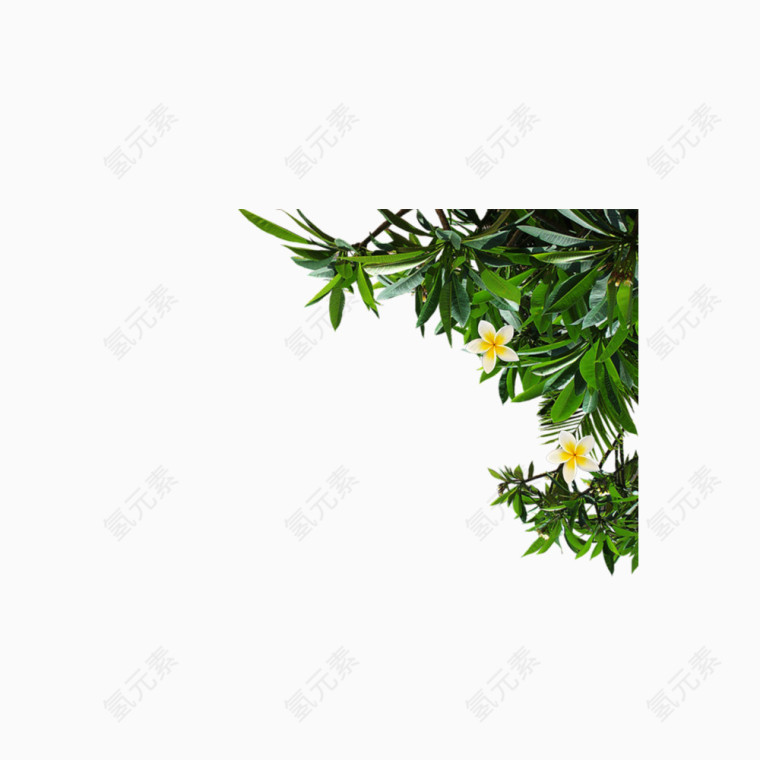 绿叶黄花