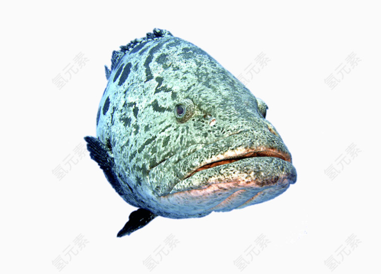 海洋生物蓝鲸