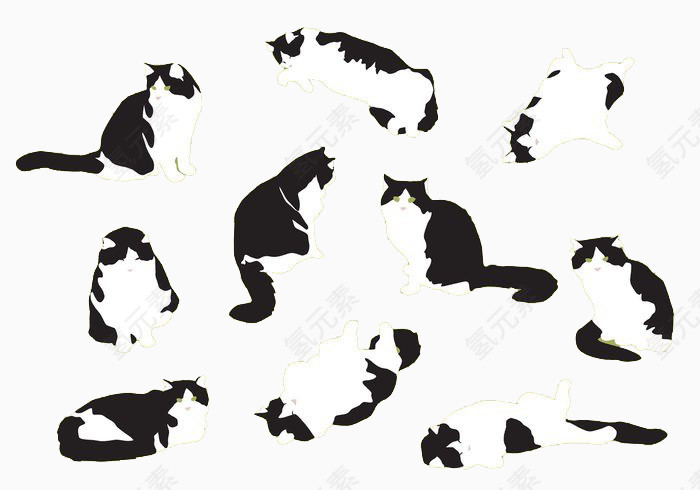 猫