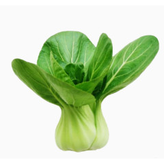 上海青矮腿青青菜