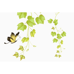 绿藤蝴蝶