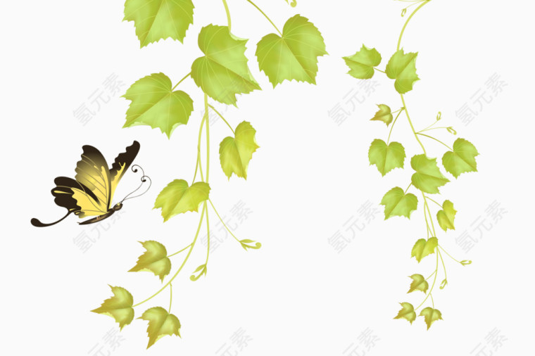 绿藤蝴蝶