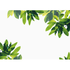 绿叶边框