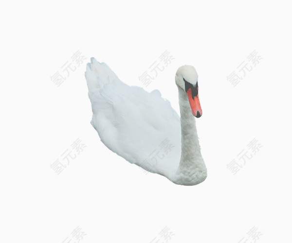 白色安静天鹅