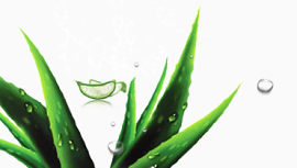 清新绿色植物水珠