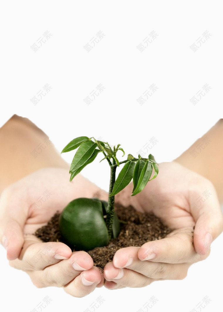 手心的绿色植物
