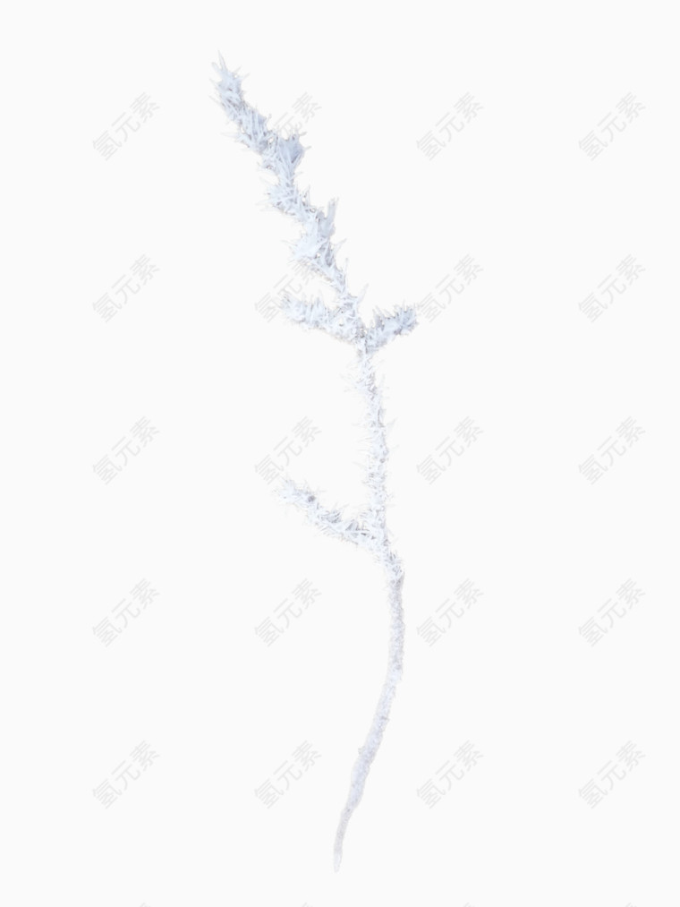 白色花枝