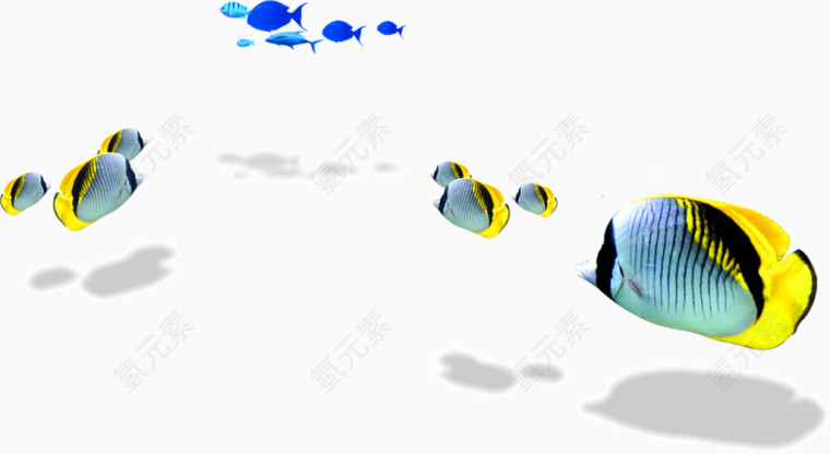 海洋生物小鱼
