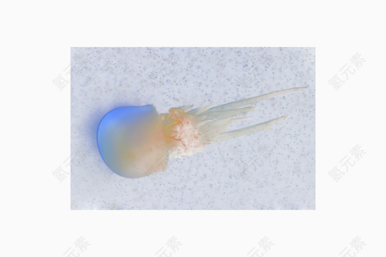 梦幻水母